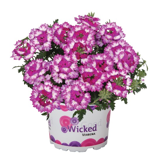 Wicked Dark Pink