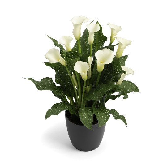 White Flirt