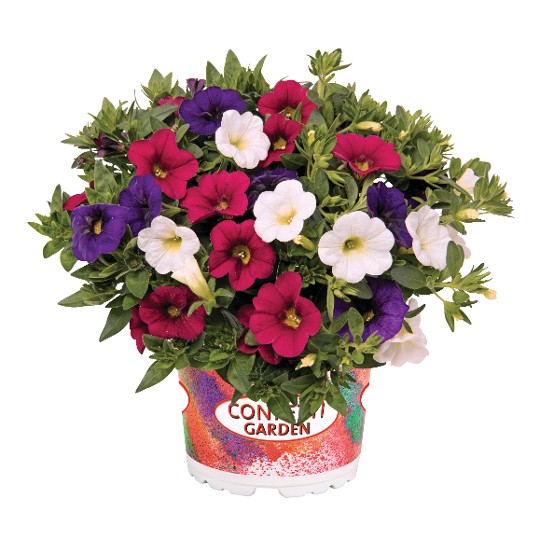 Confetti Garden® Hawaiian Nani Country