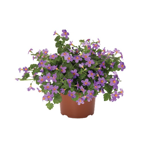 Bahia Lavender