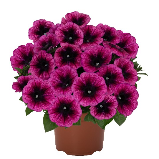 Sweetunia® Purple Gem