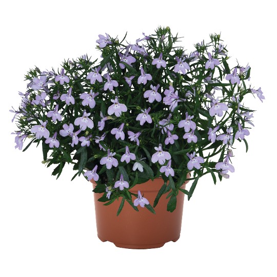 Bella Lavender