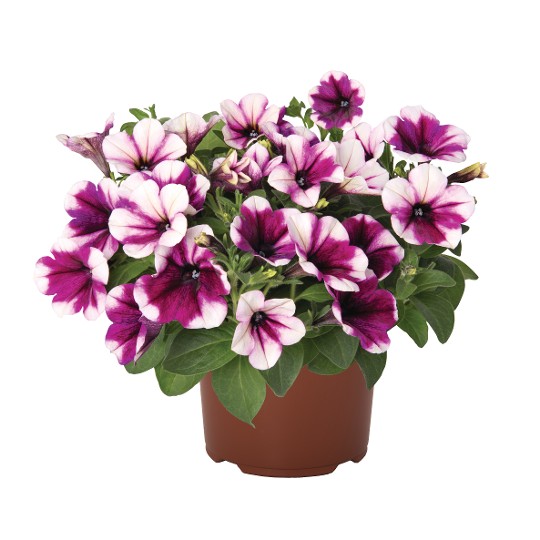 Sweetunia Purple Touch
