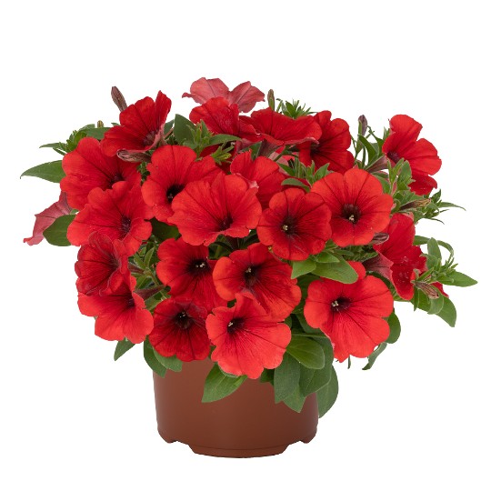 Potunia® Red 53 (Intrinsa)