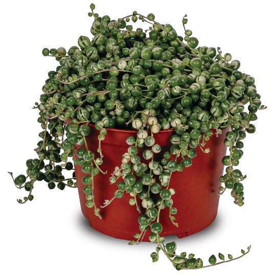 Senecio Variegated String of Pearls
