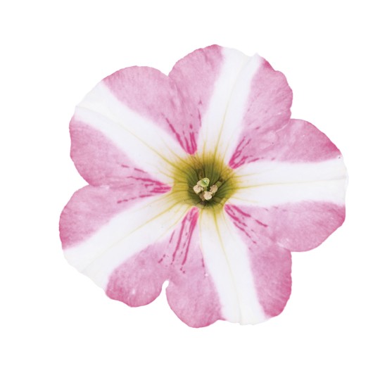 Peppy® Rose (Intrinsa)