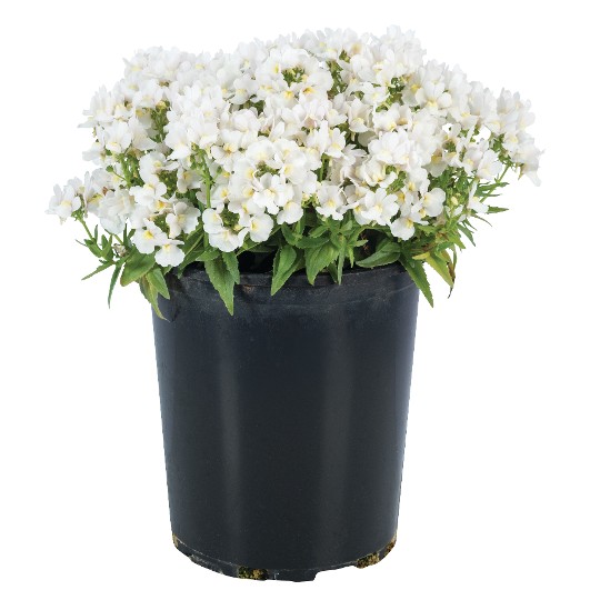 Escential® Snowberry