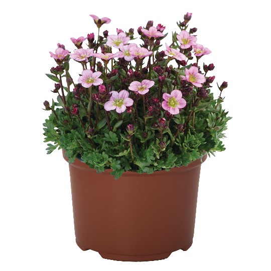 Scenic Light Pink