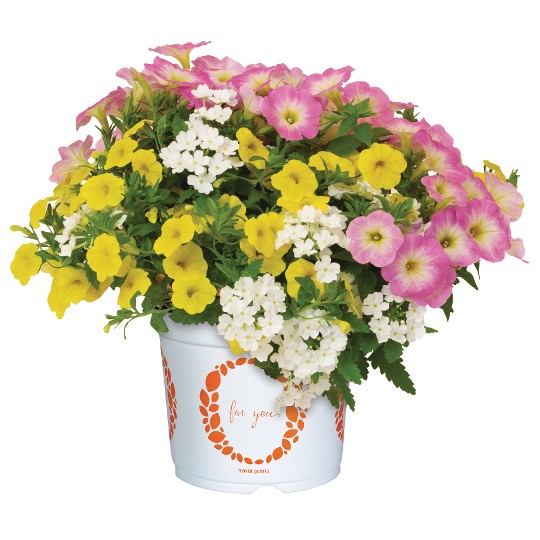 Confetti Garden® Lover's Point Beach