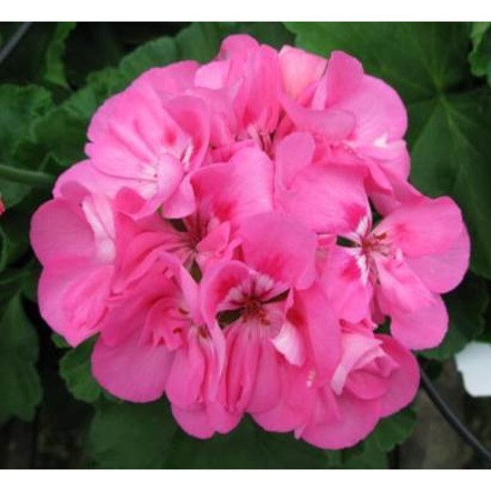 Patriot Tickled Pink