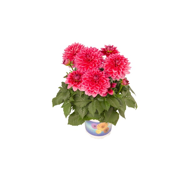 Hypnotica® Pink Bicolor