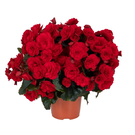 Move2 Ruby Red