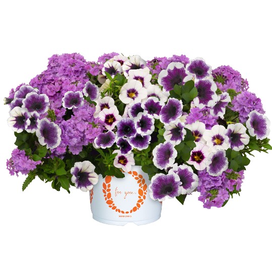 Confetti Garden® Blueberry Parfait