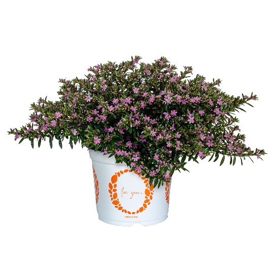 Cupheasy Lavender 2024