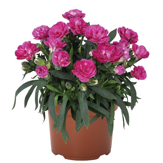 Sprint Dark Pink