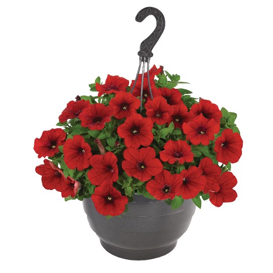 Surprise® Fire Engine Red