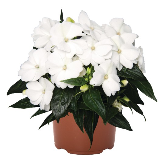 Petticoat® White Late