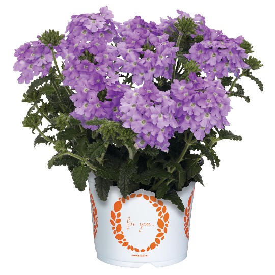 Empress® Flair Lavender Blue 2025