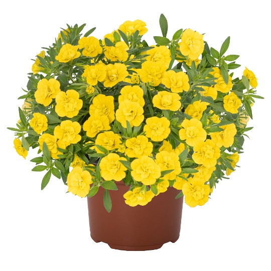 Aloha Double Yellow 2027