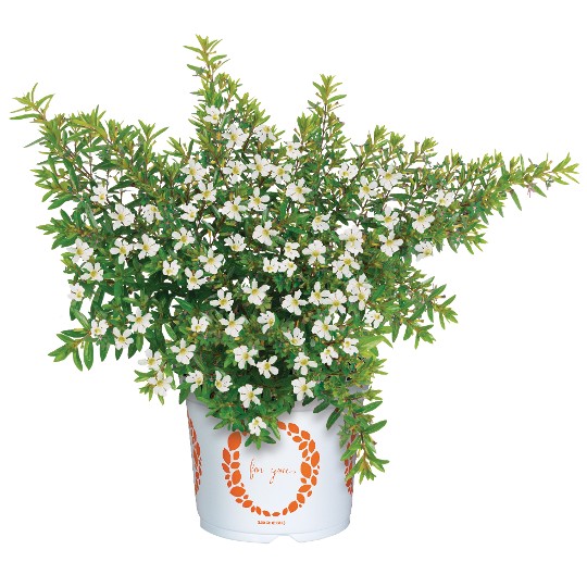 Cupheasy White