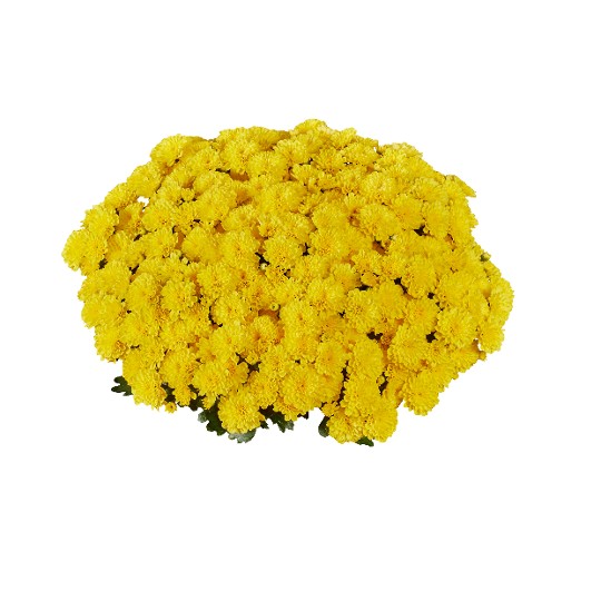 Ditto Yellow