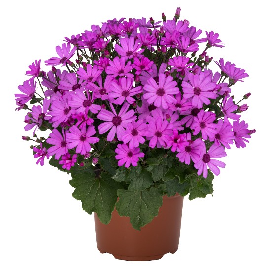 Mandala® Plus Lilac-Pink 51