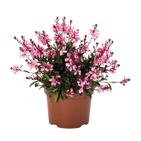 Graceful Pink