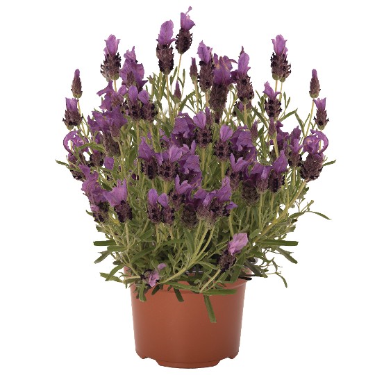 La Diva Papillon Purple