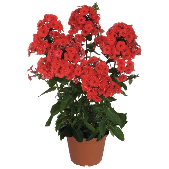 Flame® Red