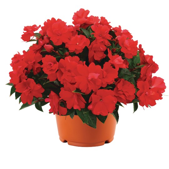 Wild Romance Red