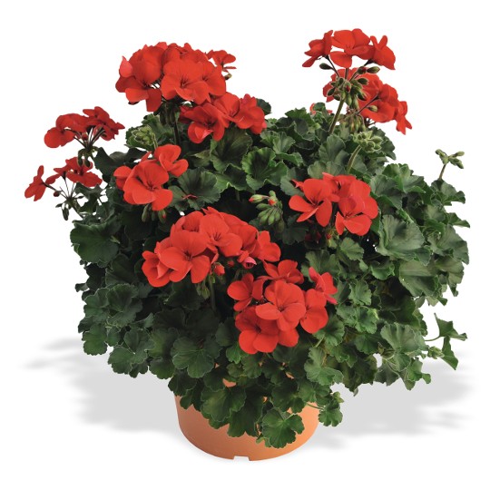 Sarita® Dark Red
