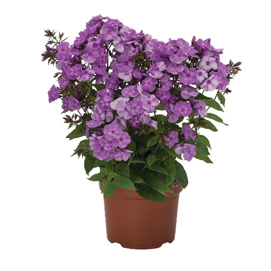 Flame® Purple