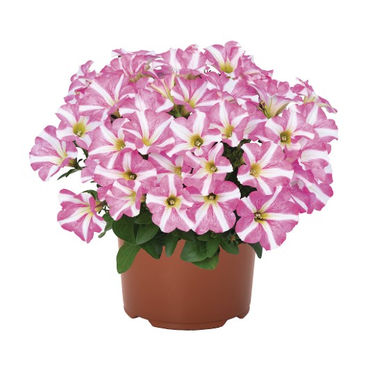 Sweetunia Windmill Pink Vein (Intrinsa®)
