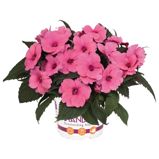 SunStanding® Apollo Pink