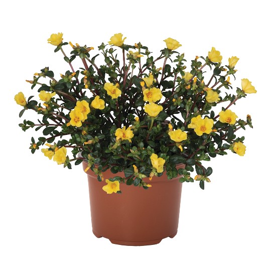 Cupcake Upright Lemon Zest 2024