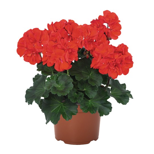 Savannah Bright Red