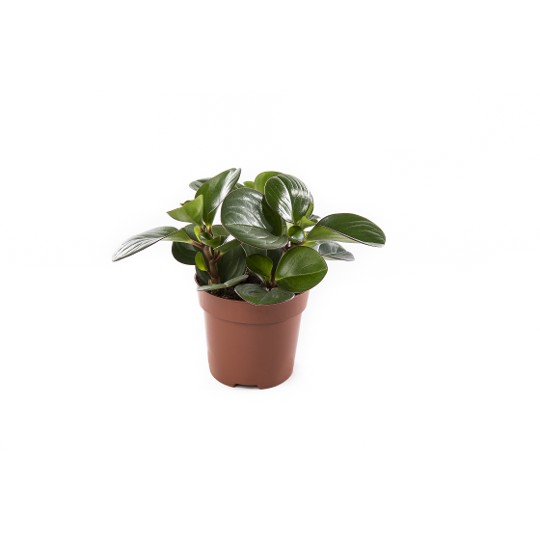 Peperomia Obtipan Emerald Isle