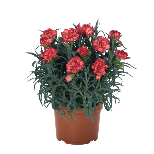 Oriental Marcel Orange