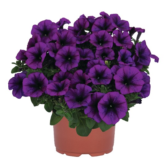 Sweetunia® Disco Purple (Intrinsa)