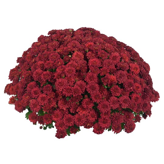 Cherry Red