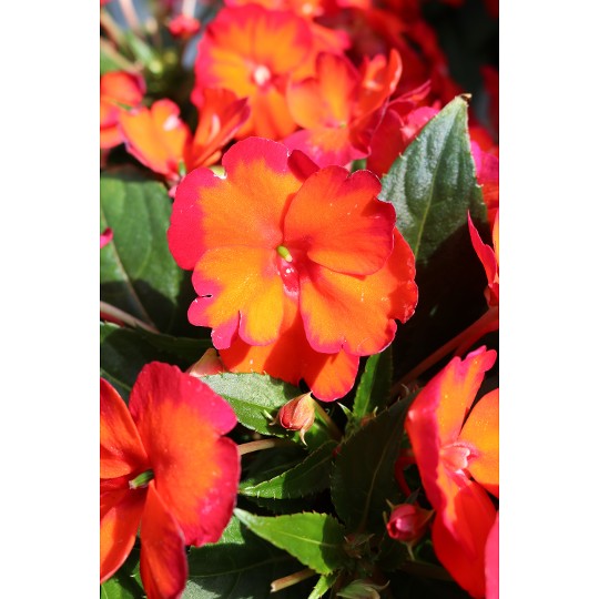 SunStanding® Flame Orange (H)