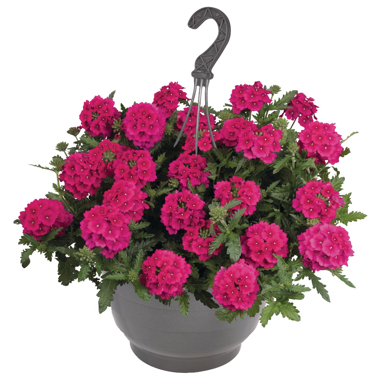 Empress® Sun Cherry - Products - Dümmen Orange