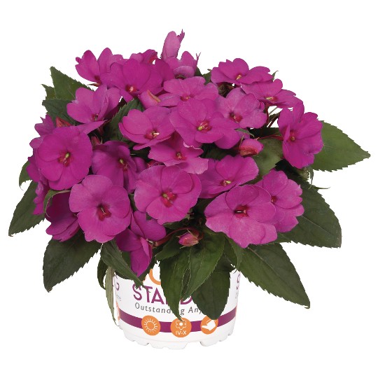 SunStanding® Apollo Lilac