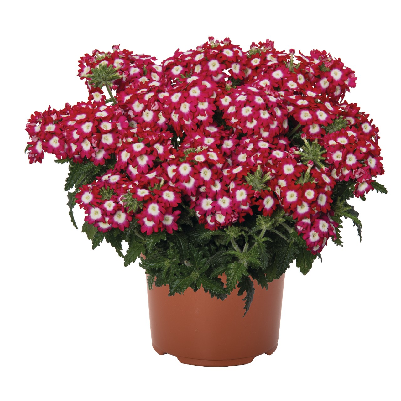 Empress® Flair Cherry Charme - Products - Dümmen Orange