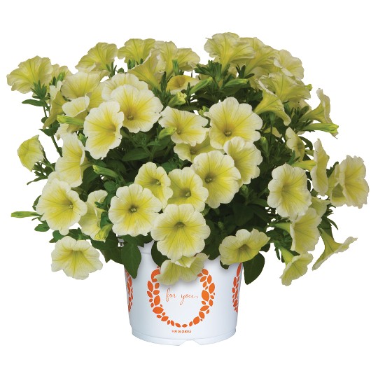 Potunia® Plus Popcorn Yellow (Intrinsa®)