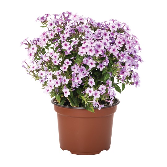 Early® Lavender Pop