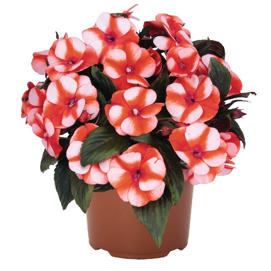 Petticoat® Orange Star