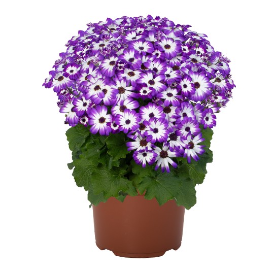 Mandala® Plus Purple Bicolor
