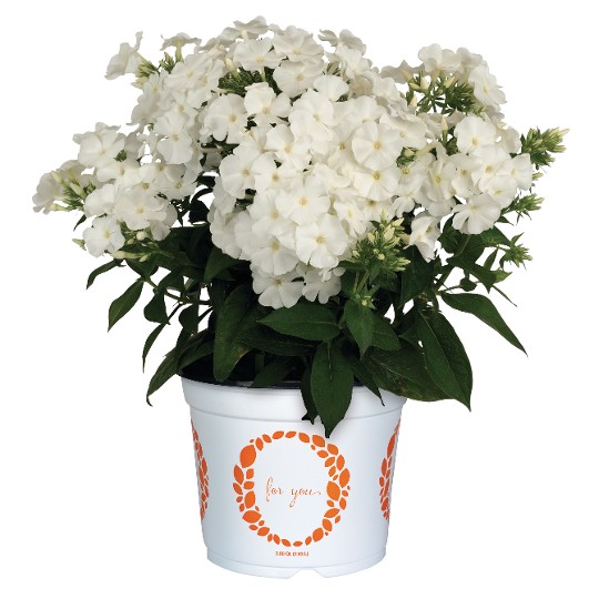 Flame® Pro White Imp