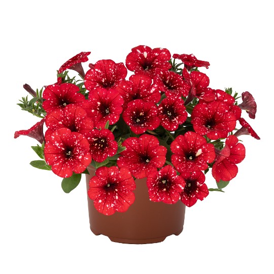 Sparkling Red 55 (Intrinsa)